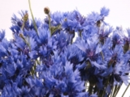 poza-cu-flori-albastre - Flori