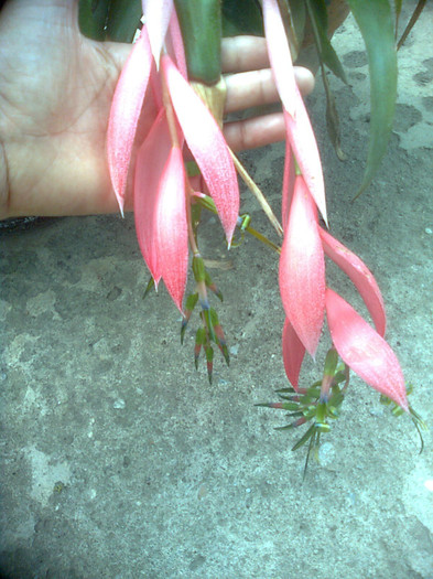 bilbergia