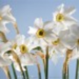 buchet-de-narcise-63808x75 buchet-de-narcise-63808x75