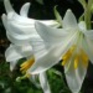 doar-flori-poza-10-65086x75 doar-flori-poza-10-65086x75