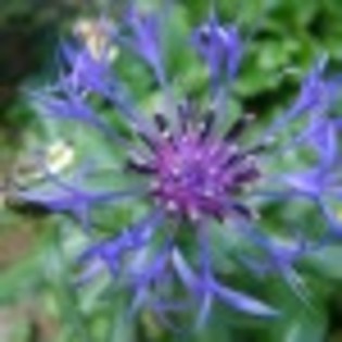 doar-flori-poza-14-65090x75 doar-flori-poza-14-65090x75