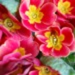 flori-de-primavara-2011-poza-2-63120x75 flori-de-primavara-2011-poza-2-63120x75