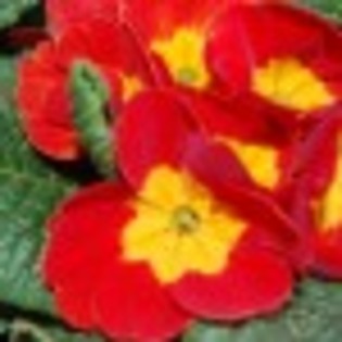 flori-de-primavara-2011-poza-3-63121x75 flori-de-primavara-2011-poza-3-63121x75