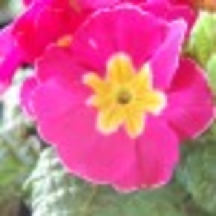 flori-de-primavara-2011-poza-5-63123x75 flori-de-primavara-2011-poza-5-63123x75