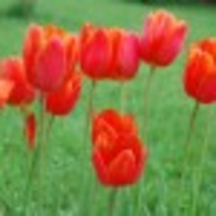 flori-de-primavara-2011-poza-7-63819x75 flori-de-primavara-2011-poza-7-63819x75