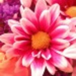 florile-mele-d-poza-6-63136x75
