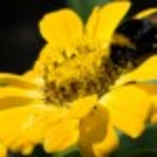 flori-poza-25-67564x75 flori-poza-25-67564x75