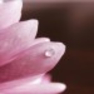 flori-poza-116-69003x75 flori-poza-116-69003x75