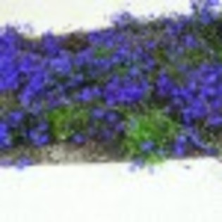 lumea-mea-poza-2-71449x75 lumea-mea-poza-2-71449x75