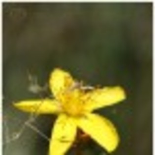 divers-poza-9-59600x75