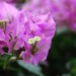 flori-poza-63-46710x75