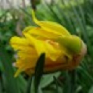 narcisa-galbena-49027x75