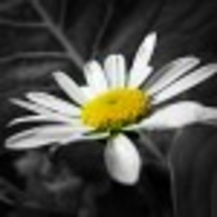 se-tutto-il-mondo-ha-perso-ogni-colore-50250x75 - poze cu flori