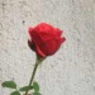 trandafir-61070x75