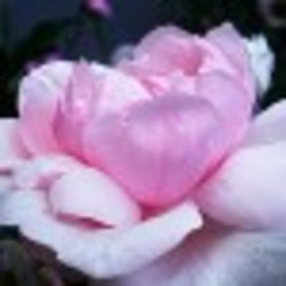 la-rosa-rosa-53816x75