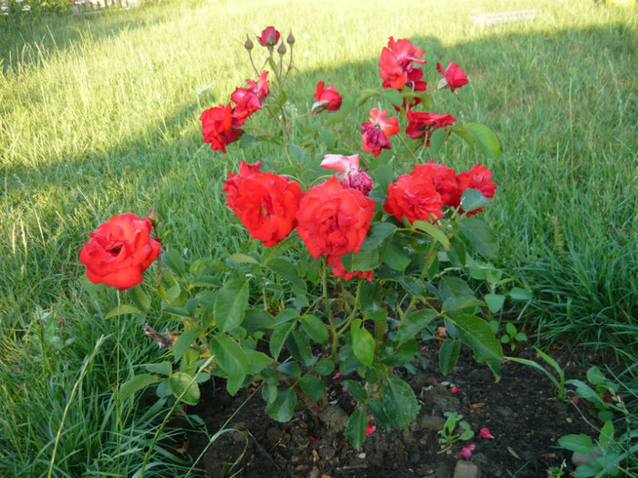 030 - TRANDAFIRI 2012-2013-2014