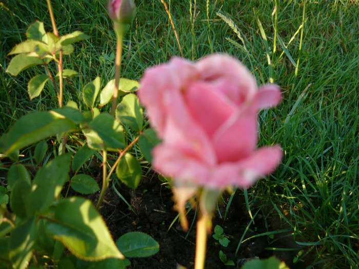 031 - TRANDAFIRI 2012-2013-2014