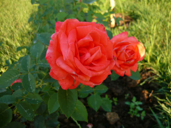 034 - TRANDAFIRI 2012-2013-2014