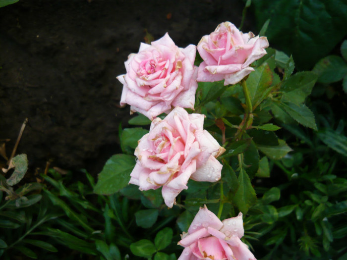 062 - TRANDAFIRI 2012-2013-2014