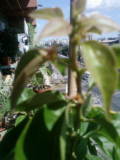 bougainvillea