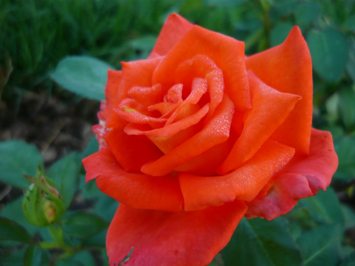 104 - TRANDAFIRI 2012-2013-2014