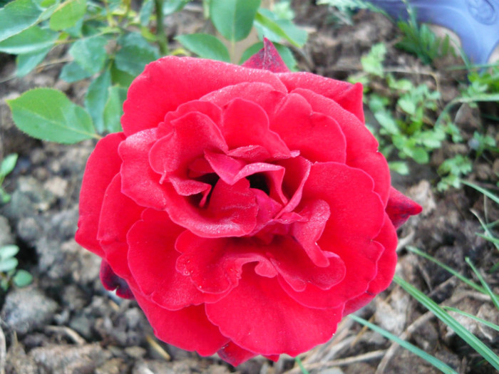 106 - TRANDAFIRI 2012-2013-2014