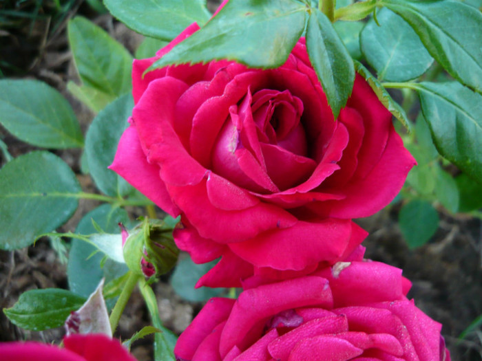 107 - TRANDAFIRI 2012-2013-2014