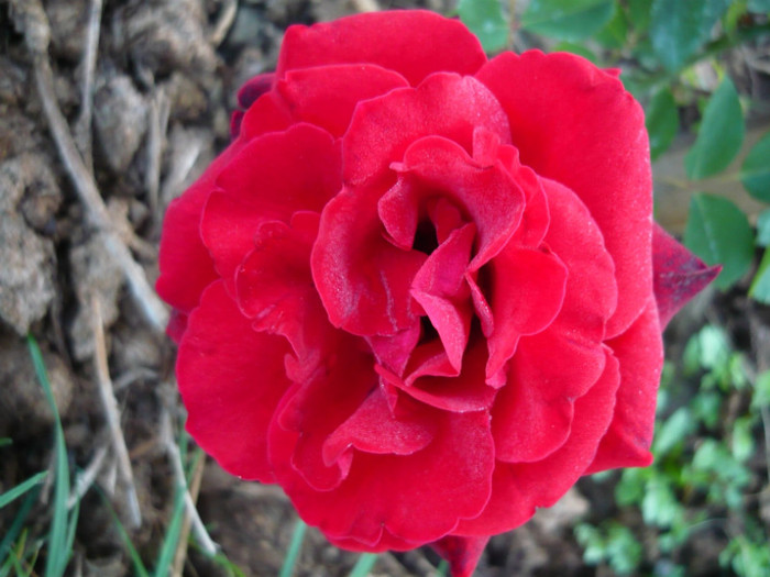 108 - TRANDAFIRI 2012-2013-2014