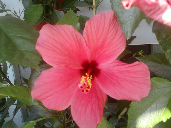 18 iulie 2012-flori 002