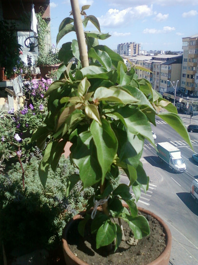 18 iulie 2012-flori 015 - bougainvillea