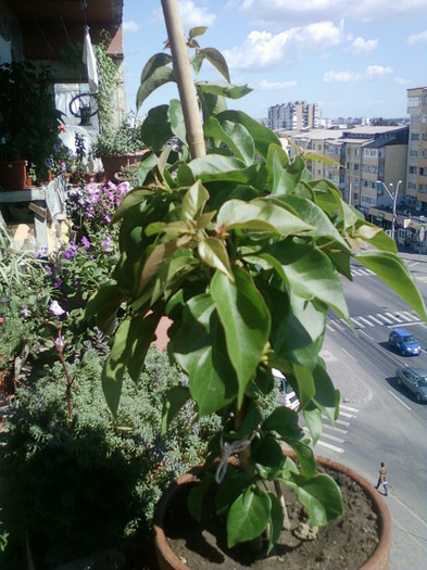 bouga mea ciclam - bougainvillea