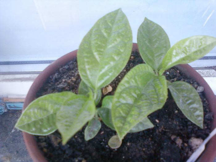 18 iulie 2012-flori 014 - passiflora edulis