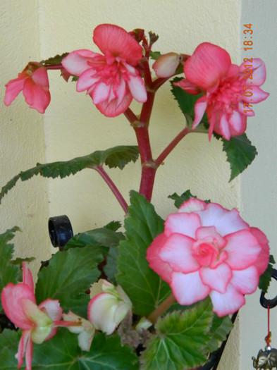 begonia Bouton de rose - 0_BEGONII