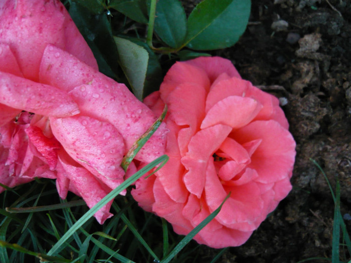 115 - TRANDAFIRI 2012-2013-2014