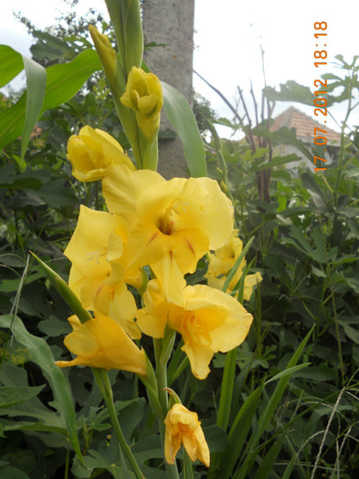 DSCN1679 - Gladiole 2012