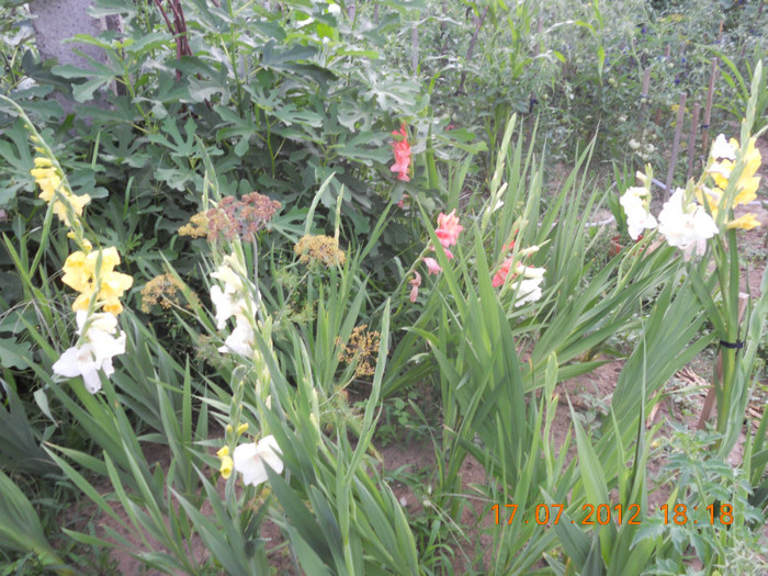 DSCN1680 - Gladiole 2012