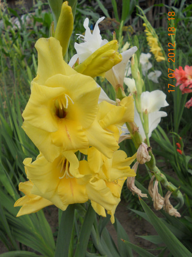 DSCN1678 - Gladiole 2012