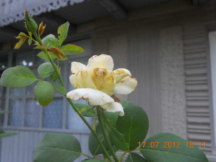 DSCN1671 - Trandafiri 2012