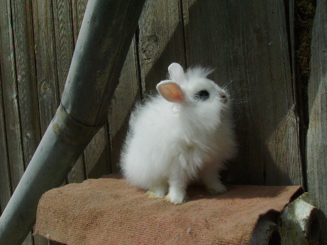 Poze noi Angora 006 - Tineret Angora 2012