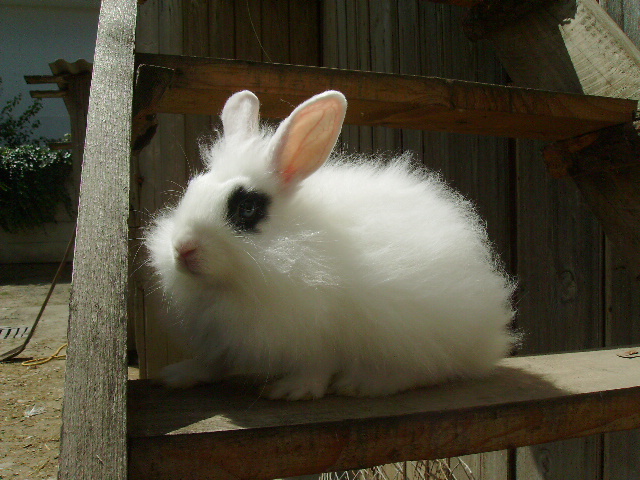 Poze noi Angora 008 - Tineret Angora 2012