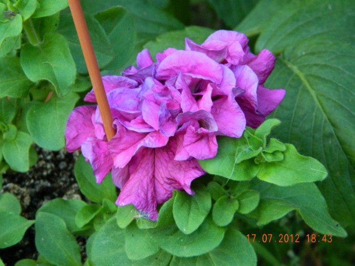 reinflorita ,dupa tunsoare....