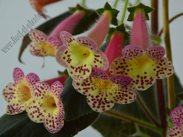 Kohleria Goliat (GS); 2012
