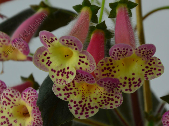 Kohleria Goliat (GS); 2012
