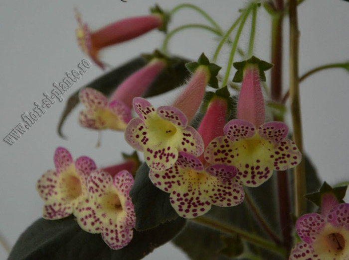 Kohleria Goliat (GS); 2012
