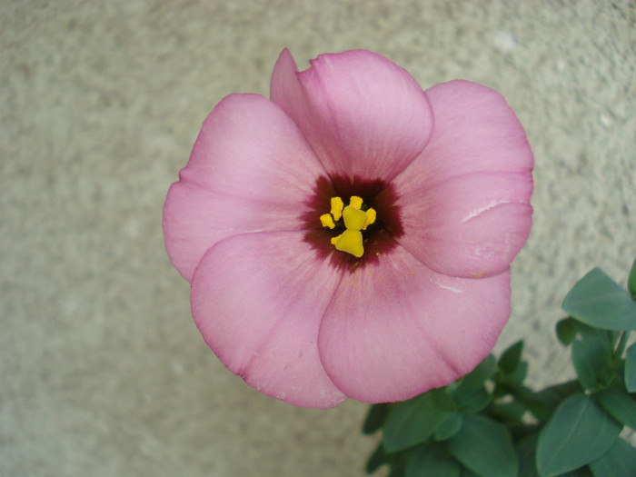 Iulie 2012 - Lisianthus roz