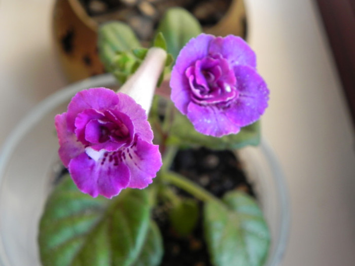 ozark country plum - Sinningia