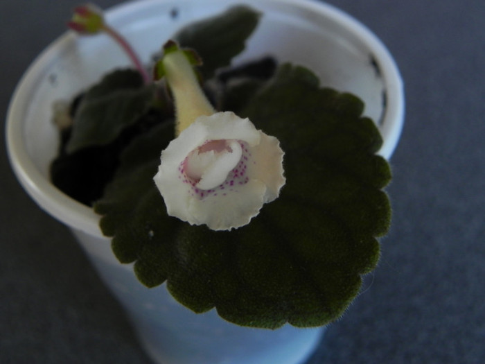 Ozark double beauty - Sinningia