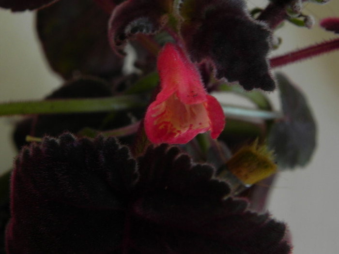  - GESNERIACEAE