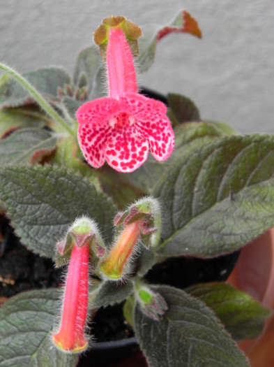 kohleria Marquise de Sade - GESNERIACEAE