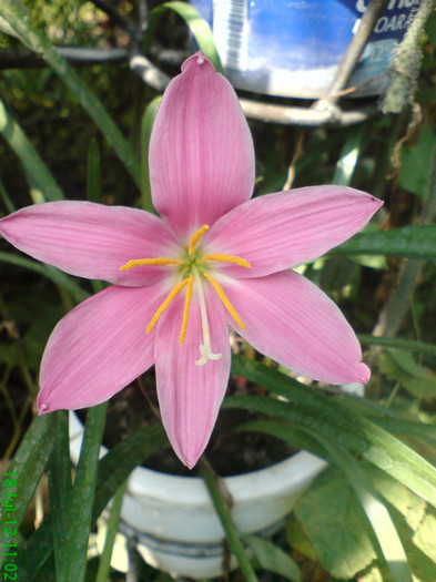 DSC05968 - My flowers
